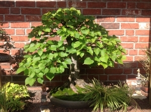 Bonsai Baum