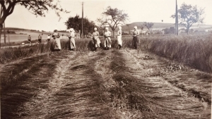 Lindenallee-Geschichten - Ernte Rittergut Lucklum