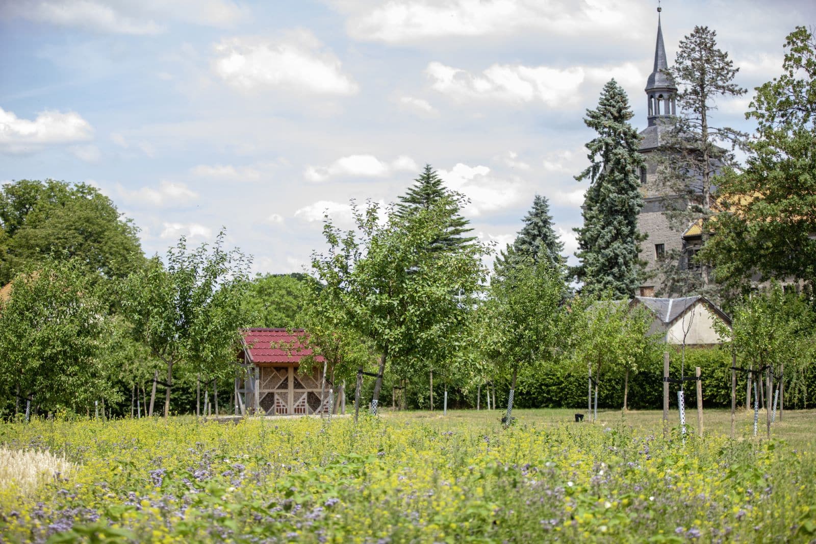 Blühstreifen Lucklum